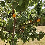 Affittacamere Casetta In Campagna Aradeo