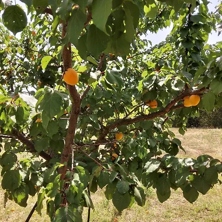 Πανσιόν Casetta In Campagna Aradeo