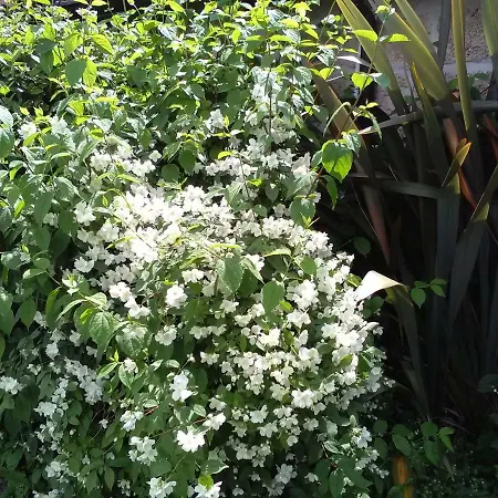 Πανσιόν Casetta In Campagna Aradeo